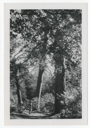 Trees near Cuyamaca Peak