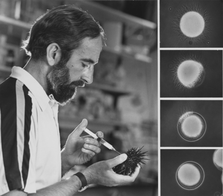 Victor D. Vacquier, Jr., injects a sea urchin to induce the release of gametes. At right, sea urchin sperm are shown detac...