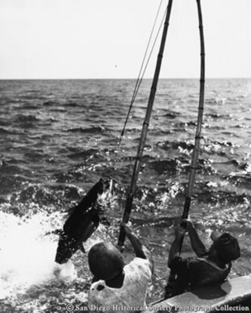 Tuna fishermen pole fishing from side of boat, pulling in tuna