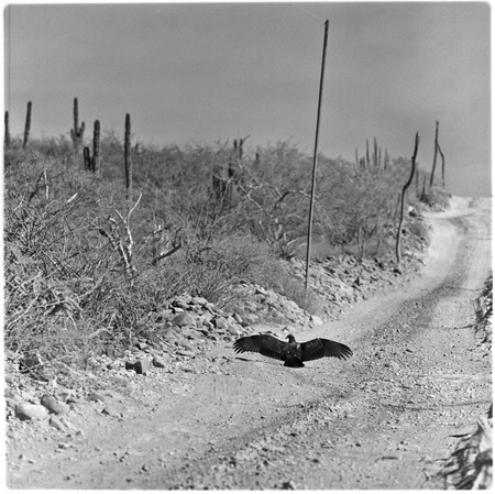 Vulture on the road from San Ignacio to Santa Rosalía