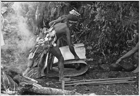 Pig festival, uprooting cordyline ritual, Tsembaga: men fold bark into oven for cooking pandanus and marsupials, shell val...