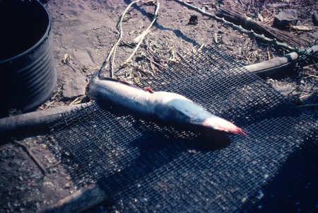 Freshly caught barbel-type fish about to be cleans and grilled at Kasongole village on Lake Mweru Wantipa