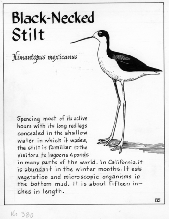 Black-necked stilt: Himantopus mexicanus (illustration from &quot;The Ocean World&quot;)