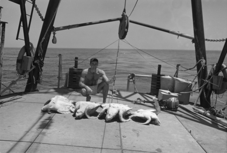 [Man with sea turtles on deck of R/V Spencer F. Baird]