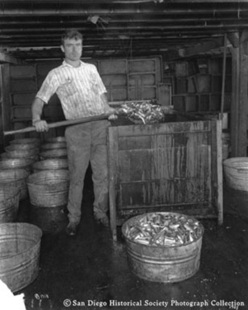 Man removing sardines from washer at [San Pedro Packing Company?] cannery