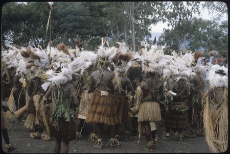 Port Moresby show: dancers with feather headdresses, including some bird-of-paradise plumes