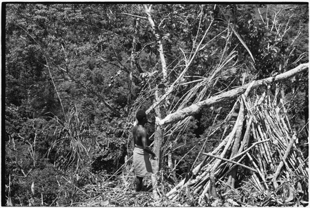 Wanuma-Kurum: cutting tree branches for garden fencing