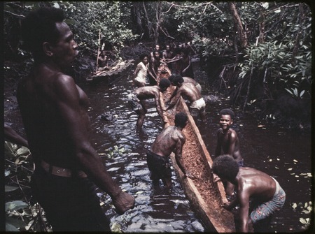 Canoe-building: men work together to bring hollowed log from forest, floating it on a stream in the mangrove swamp (wapasa)