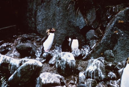 Rock Hopper Penguins Kerguelen Islands