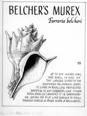 Belcher&#39;s murex: Forreria belcheri (illustration from &quot;The Ocean World&quot;)