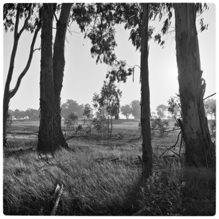 Eucalyptus grove east of north campus recreation area