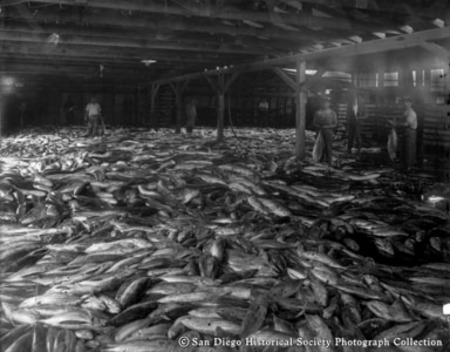 Fish piled on floor and workers holding fish in warehouse, International Packing Corporation cannery