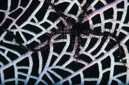 Purple brittle star on coral