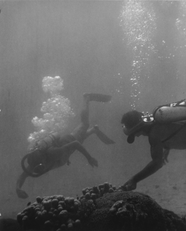 Divers examine coral, Capricorn Expedition