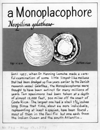 A monoplacophore: Neopilina galatheae (illustration from &quot;The Ocean World&quot;)