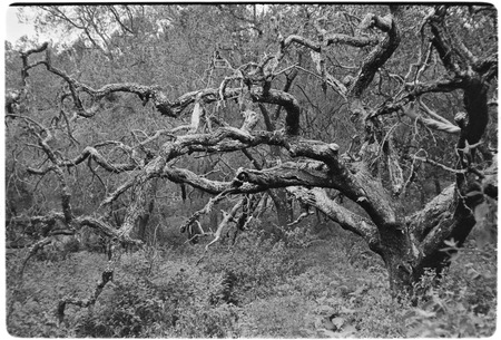 Dead tree in the Cape Sierra