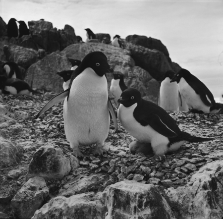 Mated pair of Adelie penguines, one sitting on their chick in their rock nest
