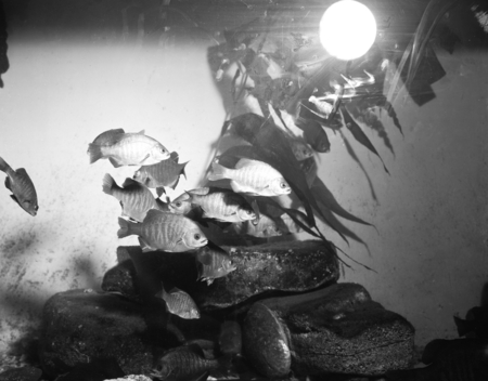 &quot;Bay Perch&quot; on display at the Thomas Wayland Vaughan Aquarium-Museum (1951 building), Scripps Institution of Oceanography,...