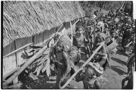 Pig festival, stake-planting, Tuguma: men brandish stakes, bundles of cordyline and other items for boundary ritual
