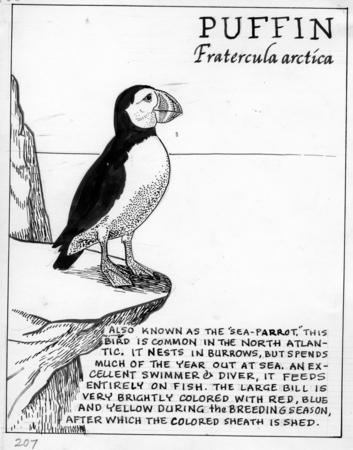 Puffin: Fratercula arctica (illustration from &quot;The Ocean World&quot;)