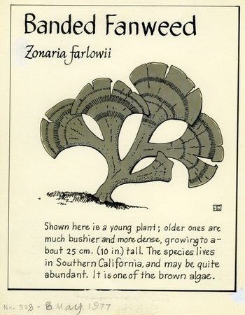 Banded fanweed: Zonaria farlowii (illustration from &quot;The Ocean World&quot;)