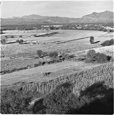 Agricultural lands near San Miguel de Horcacitas