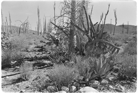 Road south between El Rosario and San Fernando