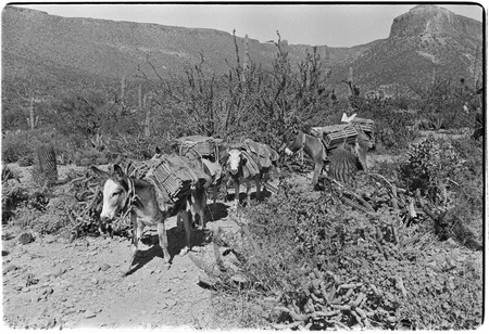 Falluqueros, mounted merchants with strings of burros, bring dry-goods and staple foods into the sierras to trade for chee...