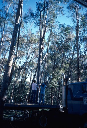 Trees: view of tree being set by crane into concrete foundation during installation in eucalyptus grove