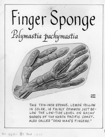 Finger sponge: Polymastia pachymastia (illustration from &quot;The Ocean World&quot;)