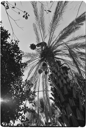 Date palms at Rancho San Martín