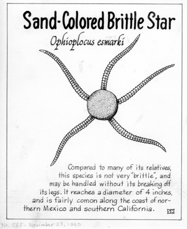 Sand-colored brittle star: Ophioplocus esmarki (illustration from &quot;The Ocean World&quot;)