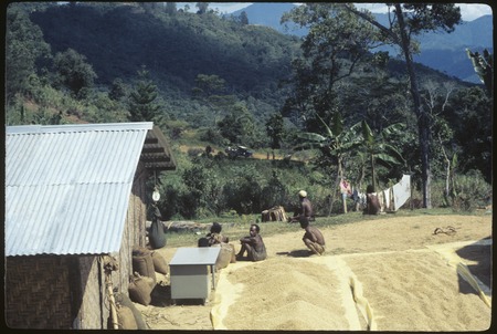 Coffee beans being weighed for sale outside a trade store in Tabibuga