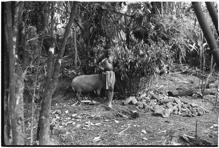 Pig festival, pig sacrifice, Tsembaga: in ancestral shrine, man with pig tethered next to above ground oven