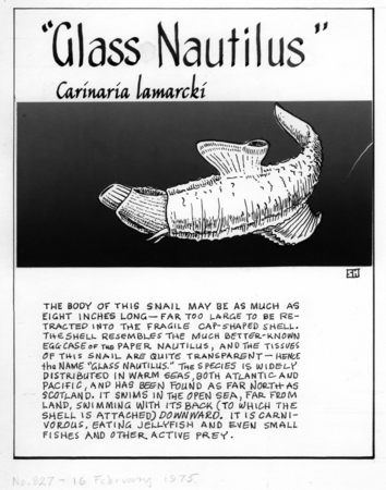 Glass nautilus: Carinaria lamarcki (illustration from &quot;The Ocean World&quot;)