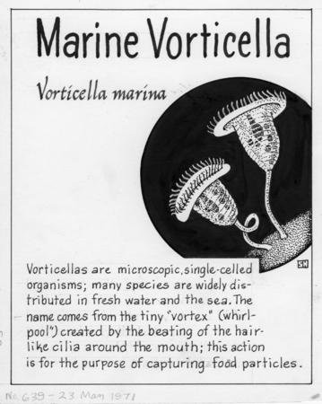 Marine vorticella: Vorticella marina (illustration from &quot;The Ocean World&quot;)
