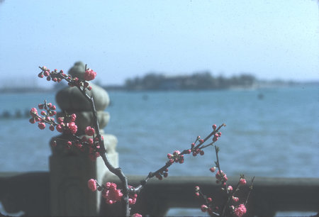 Plum Blossoms, Kunming Lake, Summer Palace
