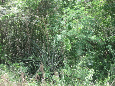 Forest across road from Don Leovilda&#39;s Milpa 01