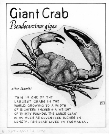 Giant crab: Pseudocarcinus gigas (illustration from &quot;The Ocean World&quot;)