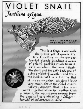 Violet snail: Janthina exigua (illustration from &quot;The Ocean World&quot;)