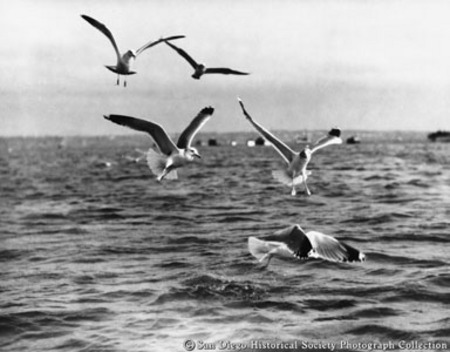 Gulls flying above ocean off coast of Coronado
