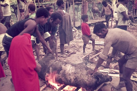Singeing a pig prior to butchering and cooking for ritual exchange