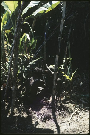 Pig festival, stake-planting: men plant cordyline and painted post at enemy boundary