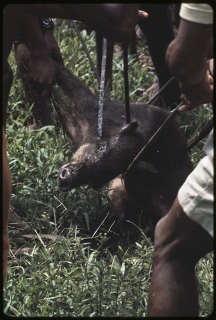 Hunting: dead wild boar with multiple spears and arrows in its body