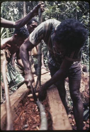 Canoe-building: Mogiovyeka attaches the &#39;duku&#39; vine that will be used to pull the roughly carved canoe through the forest ...