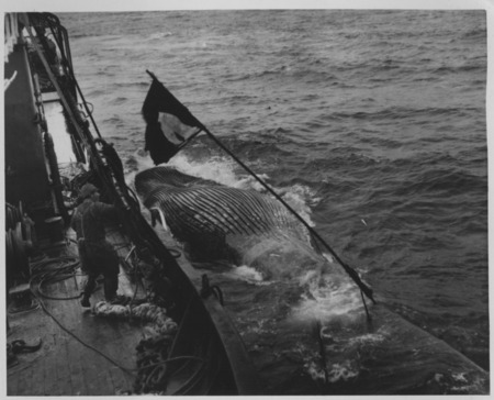 A catcher ship with a whale alongside, marked with a flag. The catcher ship will bring whales to the Japanese Hashidate Ma...