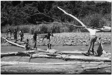 Ambaiat-Windebagu trail: carriers with cargo box cross Aunjang River via fallen tree, watched by Roy Rappaport