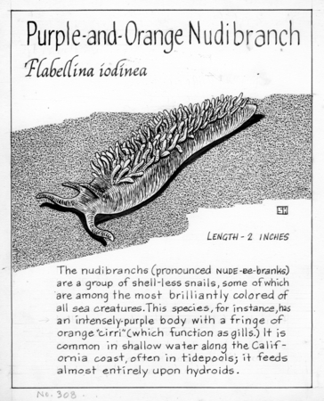 Purple-and-orange nudibranch: Flabellina iodinea (illustration from &quot;The Ocean World&quot;)
