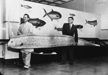 Carl L. Hubbs and Chairman Schmidt of the San Diego Museum of Natural History holding Regalecus from San Pedro, California