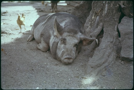 Large pig sleeping in the shade, chicken running by